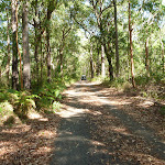 A section of the Blueberry Ash Trail in Blackbutt Reserve (400273)