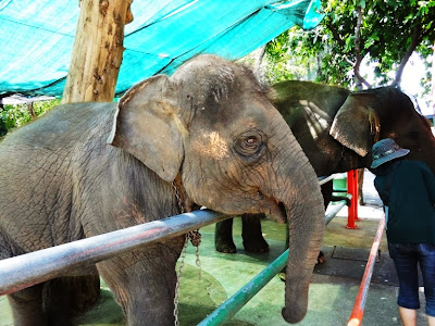 Майский Тай (Бангкок-Самуи-Тао)