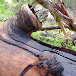 Log fallen on dam (150600)