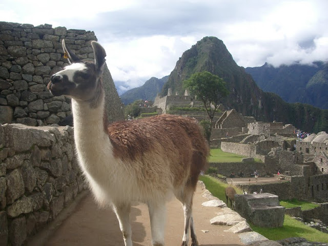 Lunes, 29 de octubre de 2012. Machu Picchu - Luna de Miel en Perú (8)
