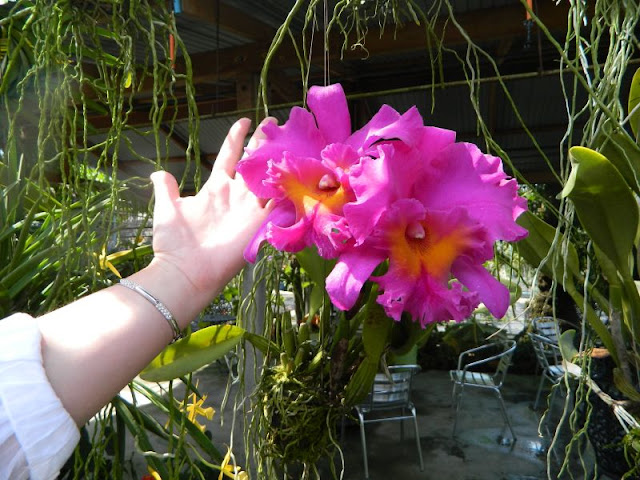 Орхидеи и прочая красота на о. Пхукет - Страница 16 DSCN0101