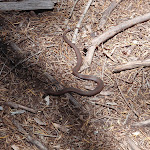 Brown snake North Tura (106327)