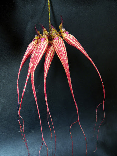 Bulbophyllum (rothschildianum) Elizabetn Ann DSCN1978