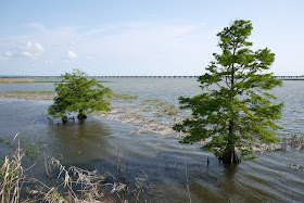 two trees in Mobile Bay