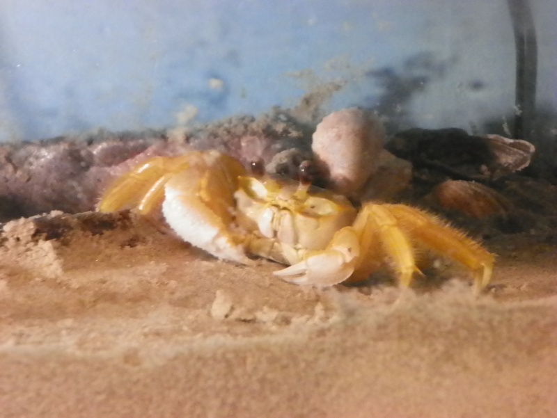 Pinchey, my sand crab 102_0219