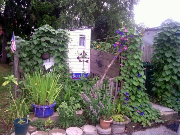 Ron Paul & Morning Glory Vine Ron Paul & Morning Glory Vine