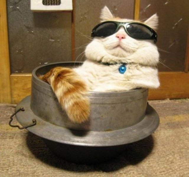 Cool Animals Pictures Amazing Funny Cats Wearing Glasses Pictures