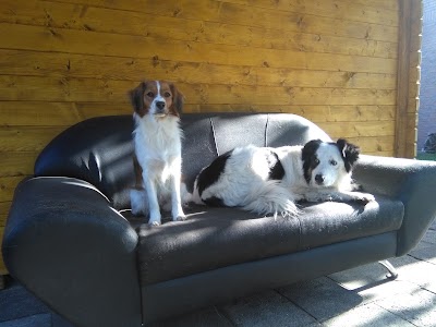 Photos of Hundepension Tierbetreuung Lingen / Service f&uuml;r alle &ldquo;Felle&ldquo; Ann-Kathrin Richter