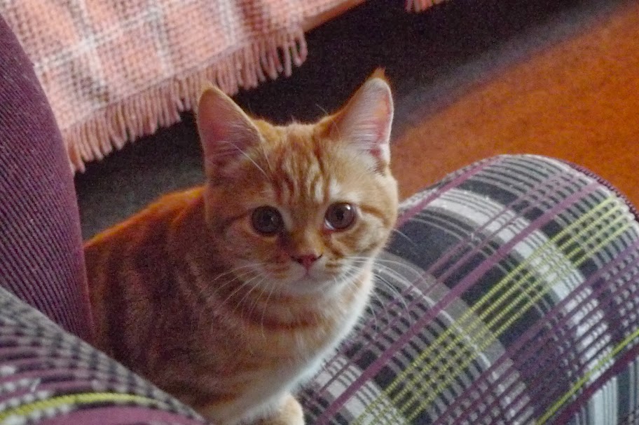 поговорим о кошках