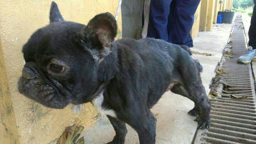  FALLECIDO Bulldog Frances negro en fatales condiciones. Perrera Valencia. SOS !! Valen1
