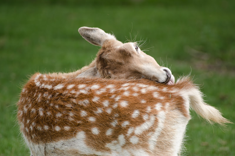 Daim'ed... se lèche le bas du dos et repos... 20110723_01_daim_DSC0288