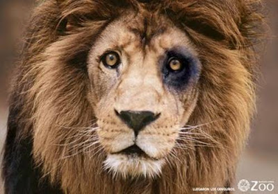 Sá Pinto já começou a disciplinar o Sporting