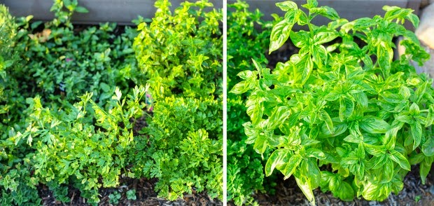 photo collage of basil plants in a garden
