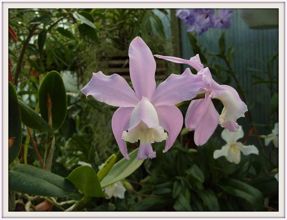 Cattleya loddigesii S1052876