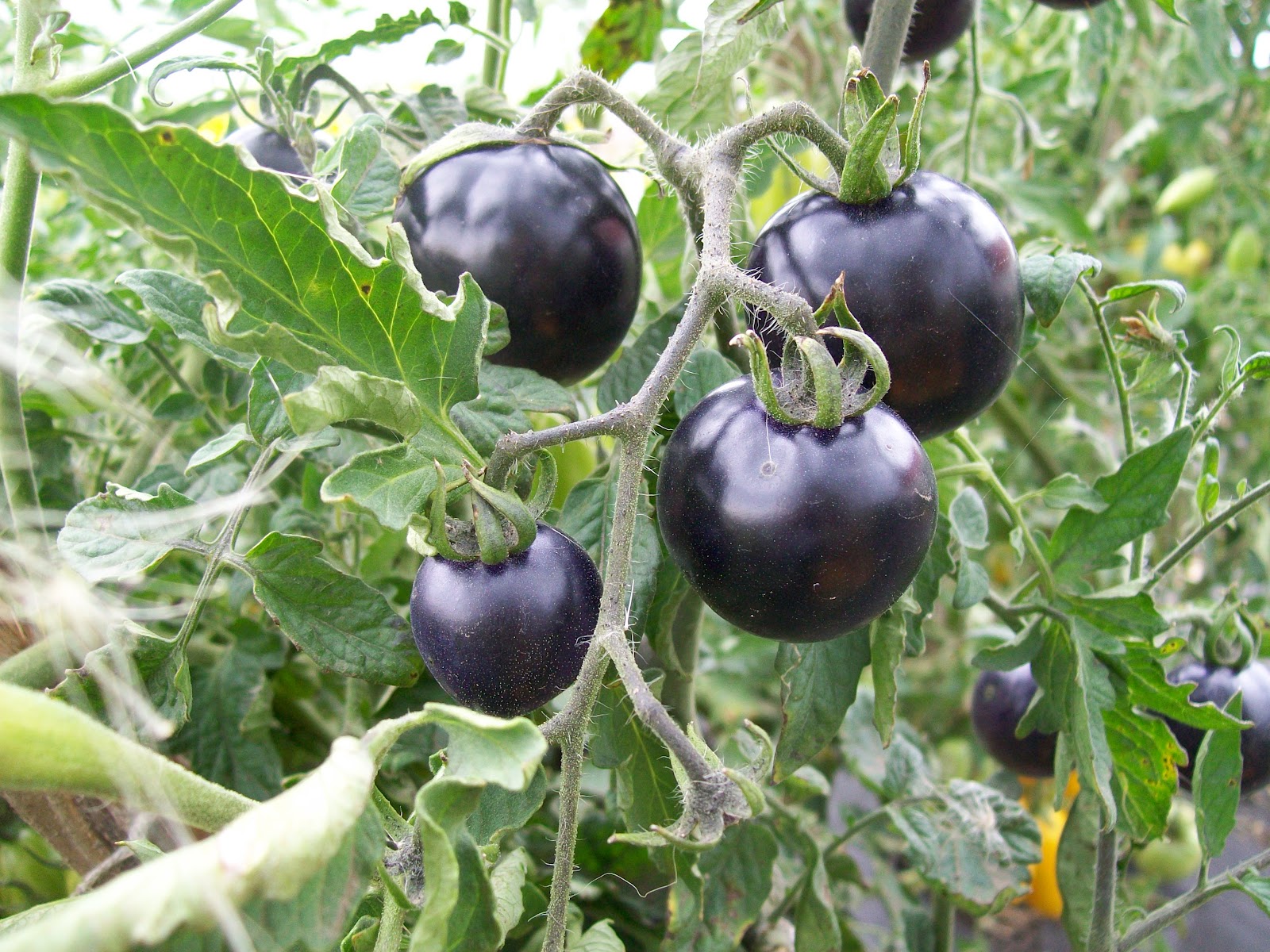 Всего 1 баклажан и 3 помидора: быстрая закуска за полчаса. Вкусно так, что ешь и
