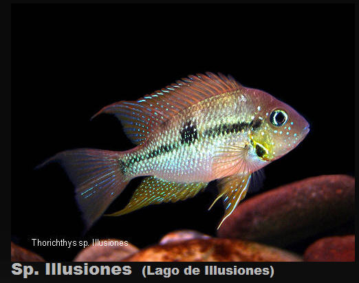 Thorichthys sp. Lago de Illusiones Lago%252520de%252520Illusiones