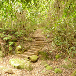 Steps near Gap Creek picnic area in the Watagans (323618)