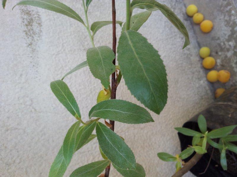 4 plants to identify  2012-06-12_141035