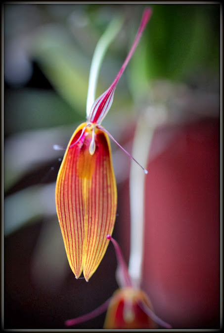 Restrepia antennifera gigantea IMG_9132