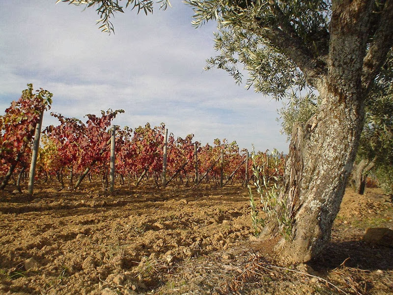 Immagine principale di Soc.Agricola Quinta de Santa Eugénia, Lda.