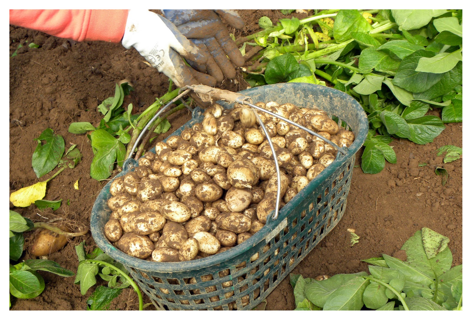 are jersey royals available yet
