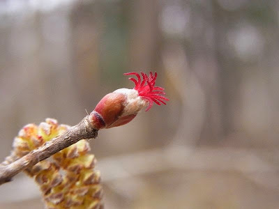 上 ハシバミ 花 142634-ハシバミ 花束