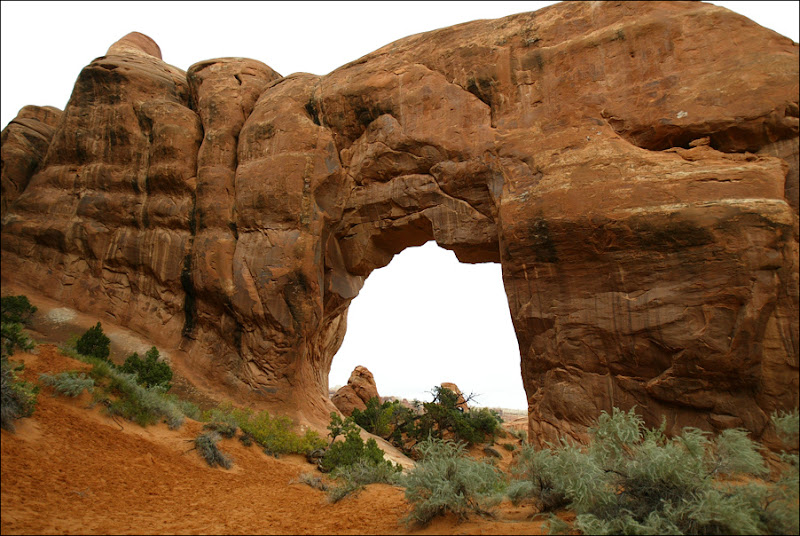 Pine Tree Arch