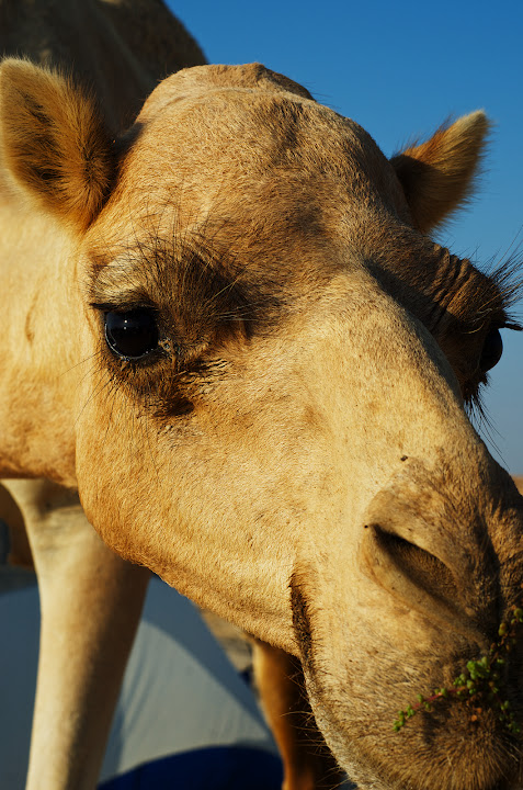 camels