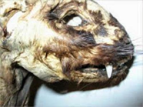 Demon Cat Carcass Found In Arizona