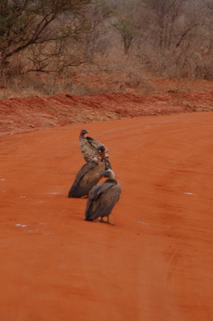 El zoo más grande del mundo - Kenya (2009) - Blogs de Kenia - Tsavo West y regreso (7-9 de julio de 2009) (12)