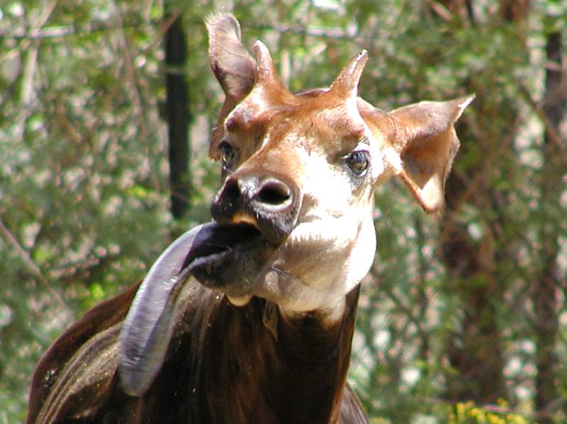True Wild Life: Okapi