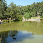 Ducks on a large pond at Richley Reserve (401503)