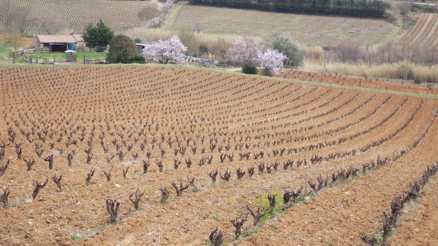 Un vendredi en reco dans les Corbières IMGP1463