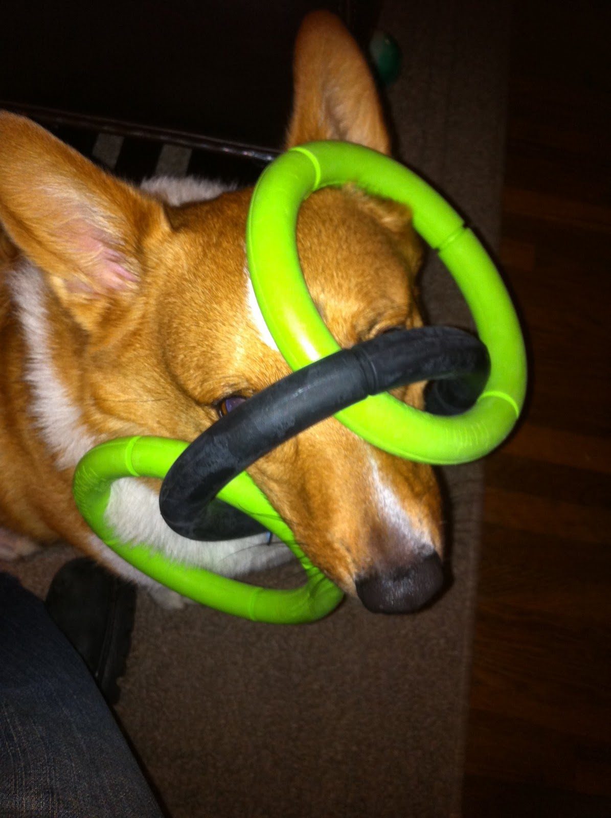 Mr. Pickles hard at work, - So Cal Corgi Beach Day