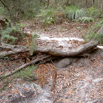 Tree root step on Bouddi Coastal Walk (21293)