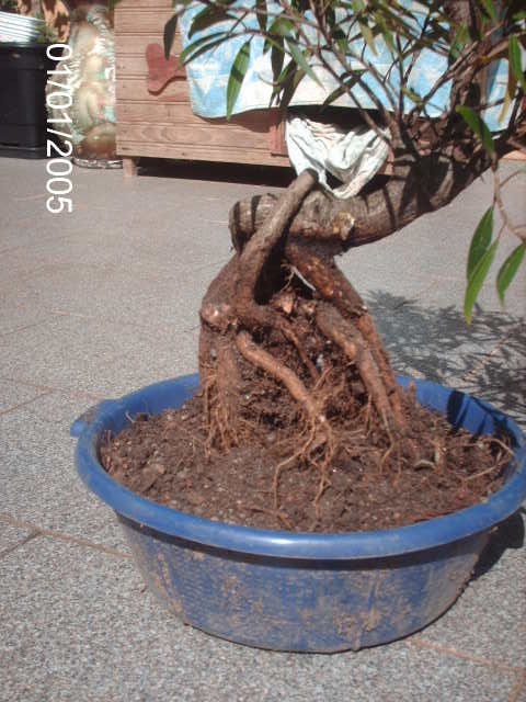 Ficus Nerifolia, Uma raiz de 3 anos... PICT0952