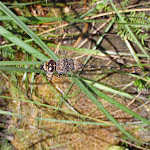 Dragonfly (98630)