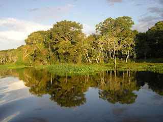 Els arbres protegeixen els marges, com aquests del Riu Guaporé