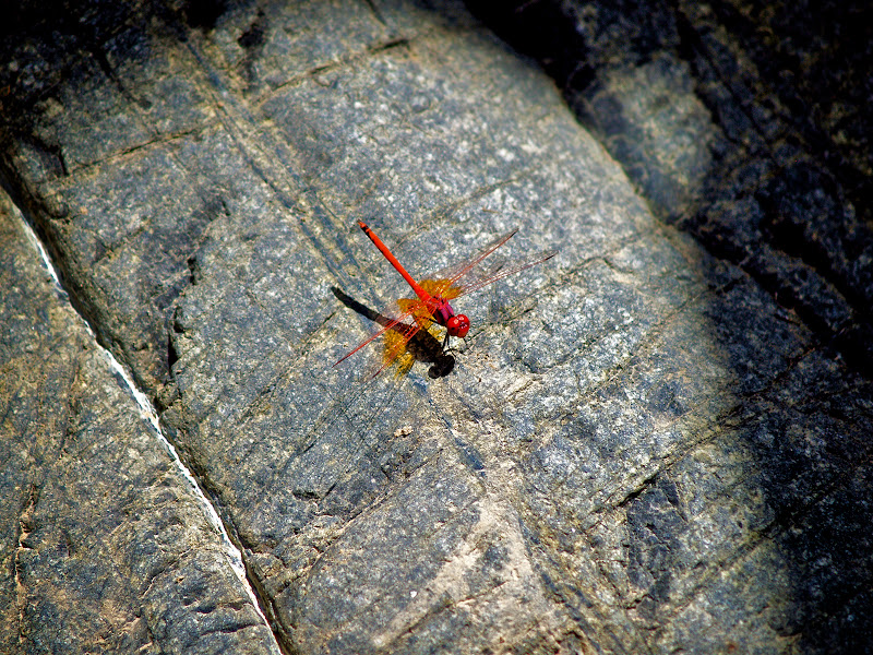 dragonfly