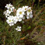 White Flowers (14044)