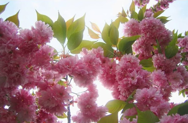 கண்ணைக் கவரும் அழகிய பூக்கள் Colorful_Flowers_Spring_1