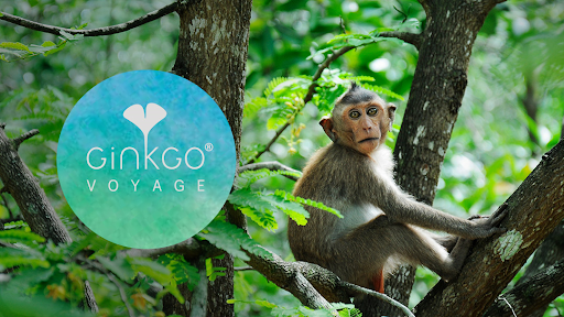 Ginkgo Voyage