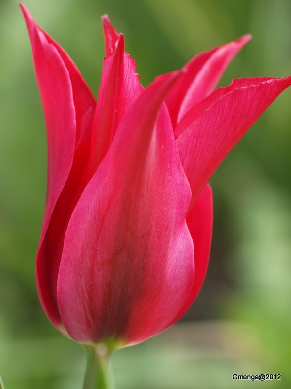 Tulipe à fleur de lys