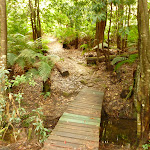 Timber bridge near Pines campsite in the Watagans (320645)