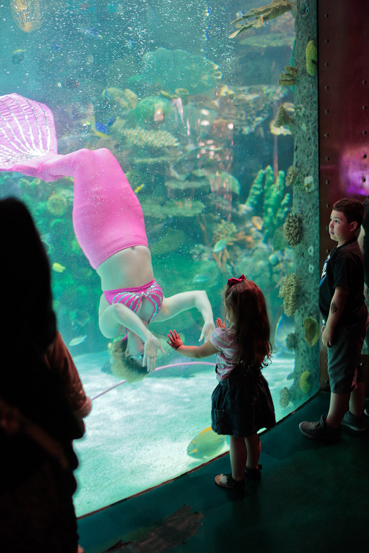 Silverton Aquarium (25 Best Free Things to Do in Las Vegas).