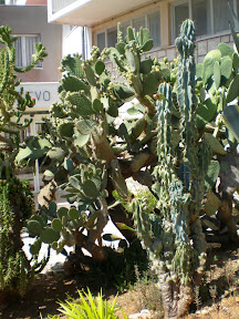 Kaktusi prelijepe Komize P8080187