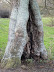 Hollowed out tree at Carleton Carrs