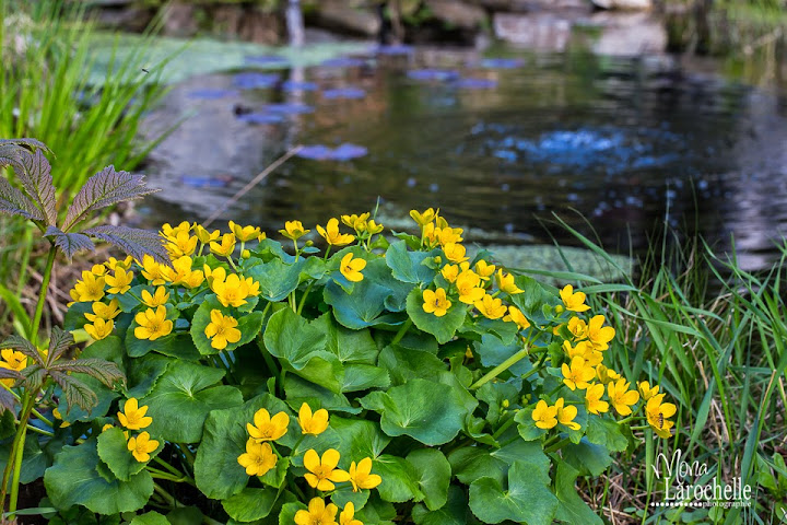 Caltha palustris Caltha-palustris-bassin-140519-43rm