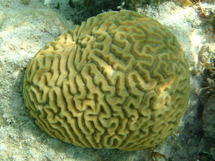 Colpophyllia natans (Brain Coral) near Tranquility Bay Resort.