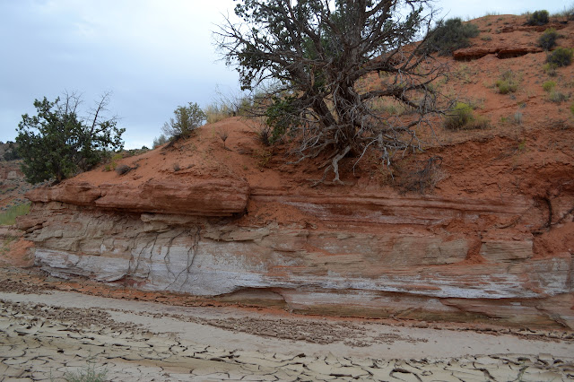 tree roots questing for water in the rocks